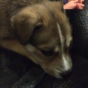 Meet your Posher, Sophia